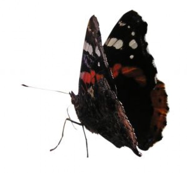 Butterfly Antenna in red and black with white spots about Shopping Jean Paul Gaultier