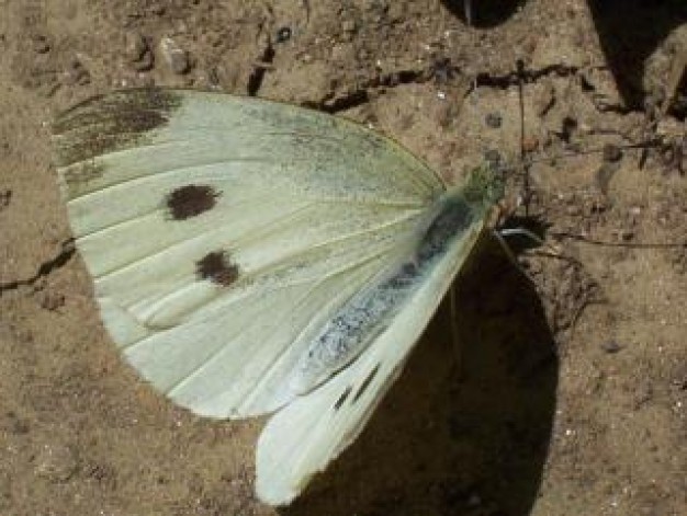 butterfly bug insect stopping on mud surface