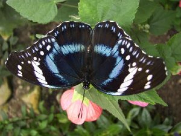 Butterfly flying over pink flower about insect photo