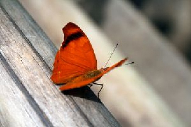 butterfly in orange stopping on a wooden floor