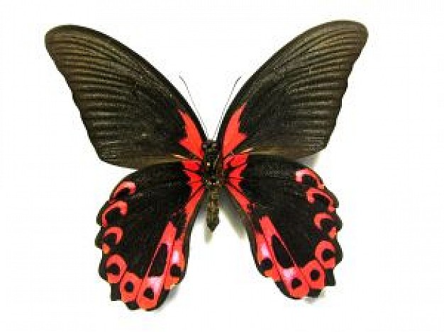 butterfly insect with black and red world in top view