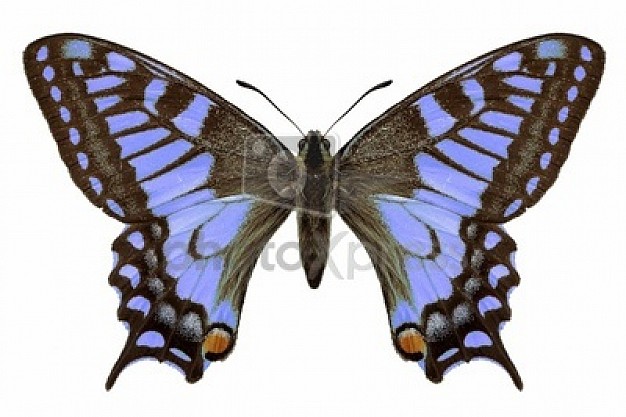 butterfly plant leaves in top view