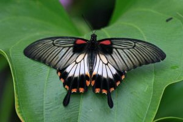 butterfly stopping on green leaf with red details on a leaf