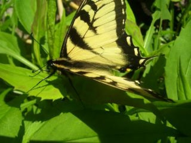 butterfly stopping on leaves under sun shine