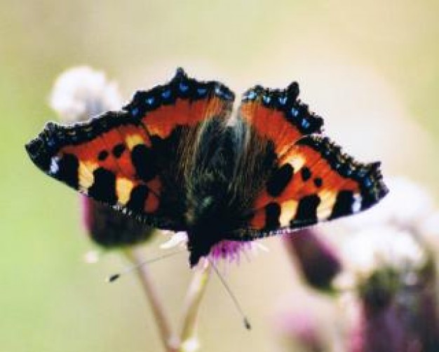 butterfly with black and orange decorative design