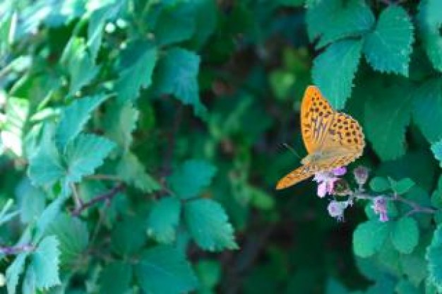 butterfly with orange fleck wings over green leaves