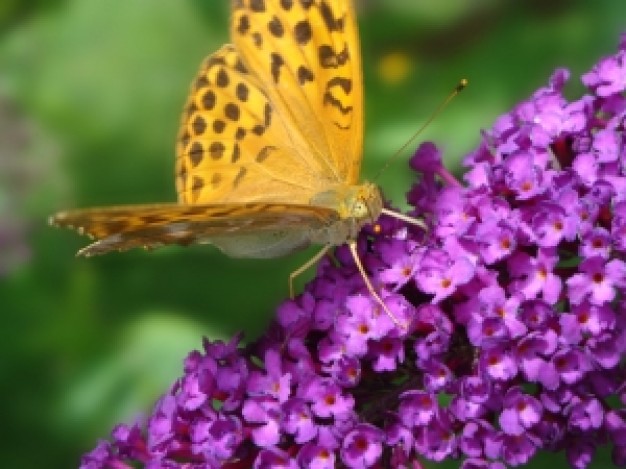 Butterfly yellow Gardens butterfly on violet flower about Wildlife Home
