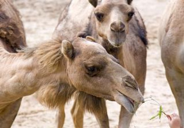 Camel and people hand with grass about Turkey Camel wrestling