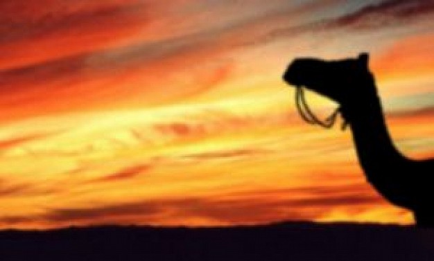 camel head of desert plane walking over sunset background