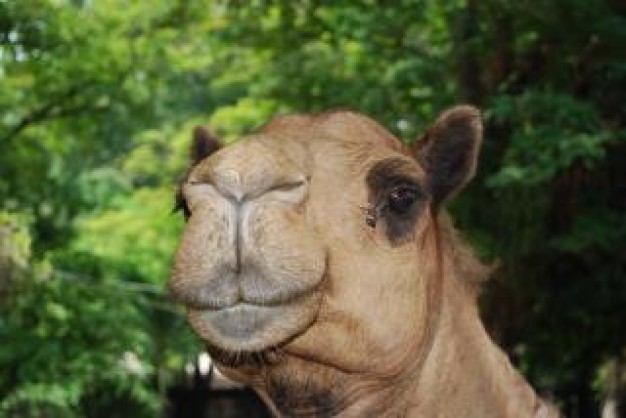 camel head with green forest background at surabaya zoo