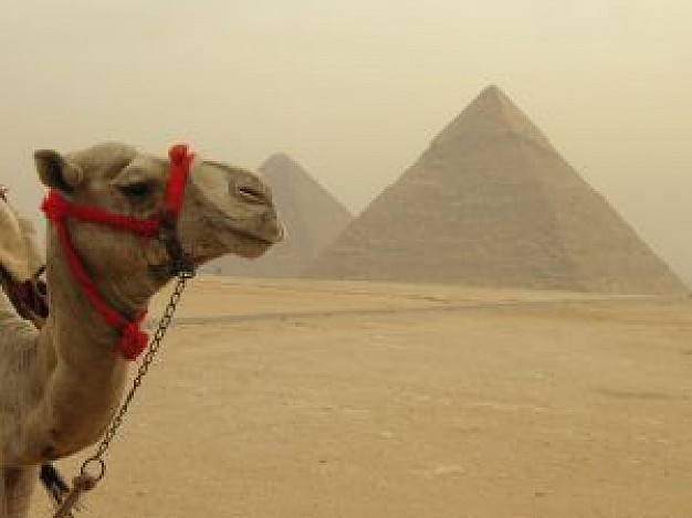 camel head with pyramids background
