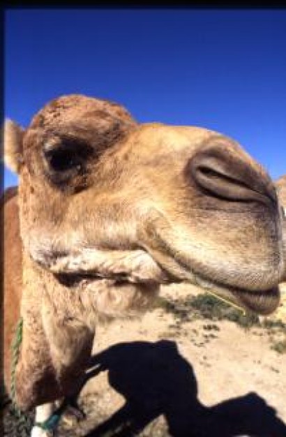 camel of desert friend with blue sky background