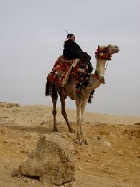 camel walking at grit floor of desert