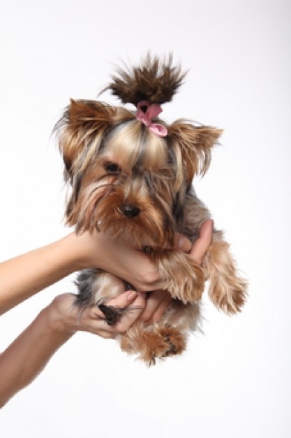 canine pet animal happy about brown dog on the hand