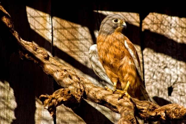 captive peregrine falcon bird in sunshine cage