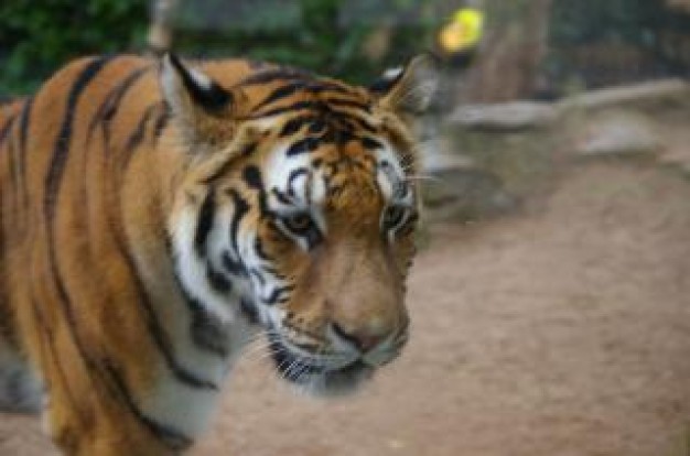 Carnivore tiger Felidae carnivore about Tiger Biology