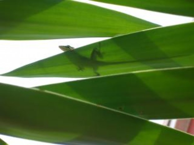 Carolina anole green Polychrotidae anole about Pets Florida