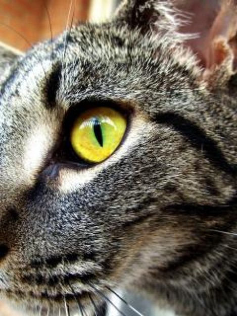 cat animal with yellow eye