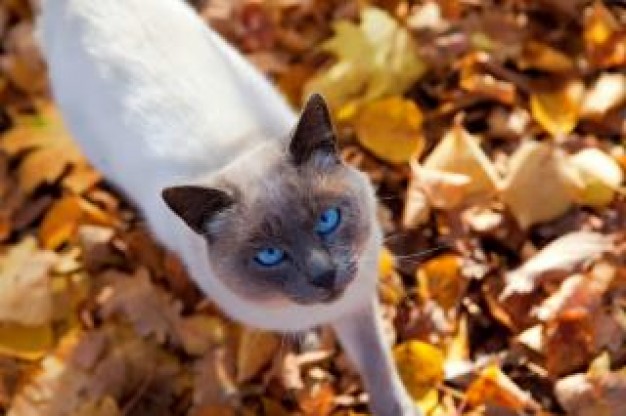 Cat autumn Pets cat feline in forest about Recreation Mammals