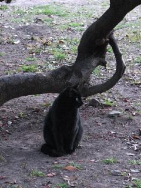 Cat black Ironside cat animal about Recreation Pets tree