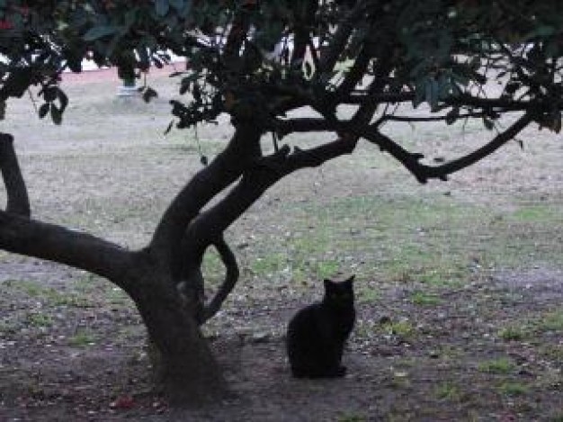 Cat black Pets cat under a tree about Recreation Felidae