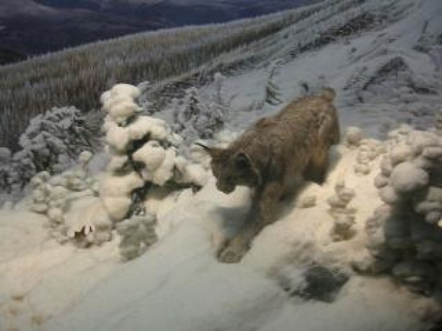 Cat bob Pets cat walking at snow