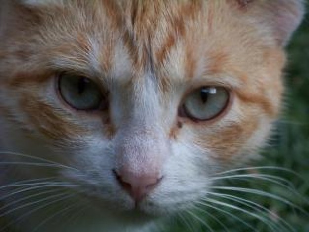 Cat close-up curiosity looking about Home Pets