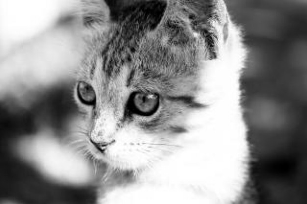 cat closeup furry in black and white
