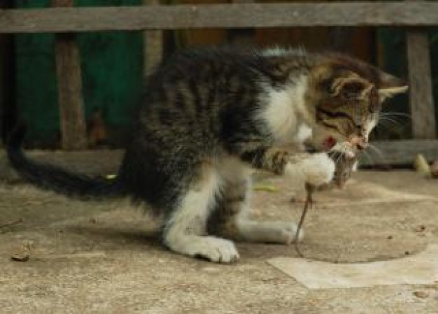 cat eating a mouse under table