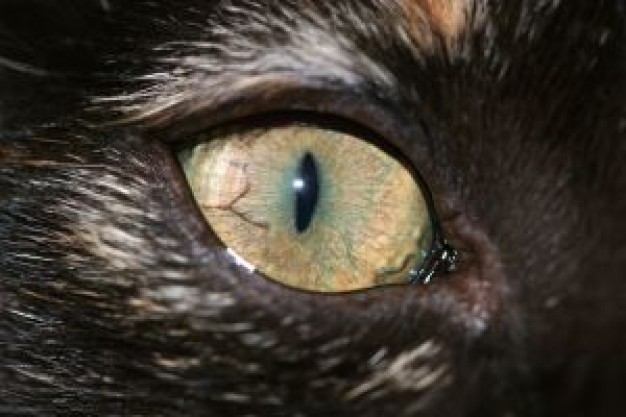 cat eye close-up