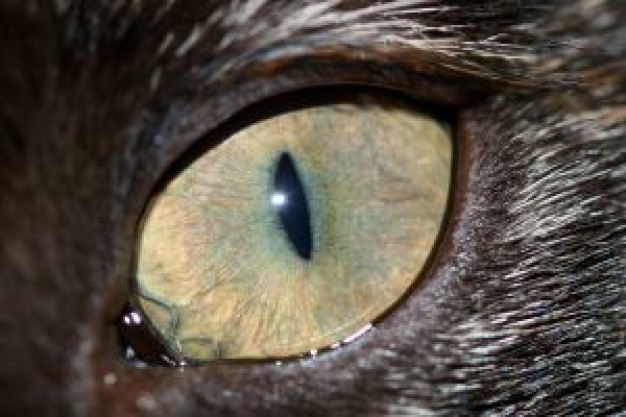 cat eye close-up facial