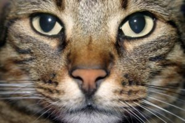 cat face close-up Portrait in front view