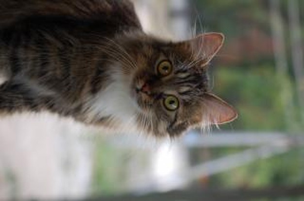 Cat Felidae face feline about Health Mammals