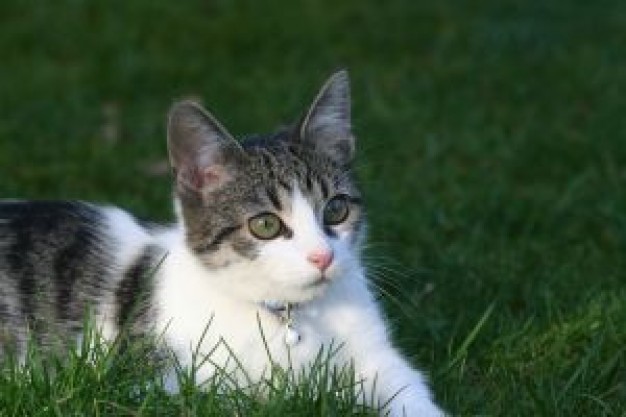 Cat kitten Pets about Kitten Recreation Behavior One-Cat Homes