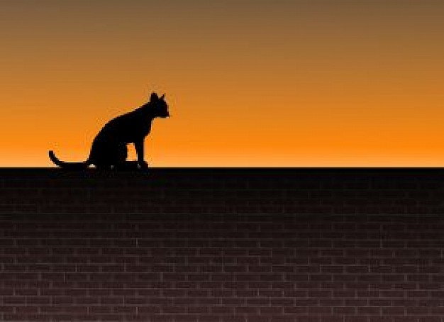 cat on a brick wall with orange sunset background