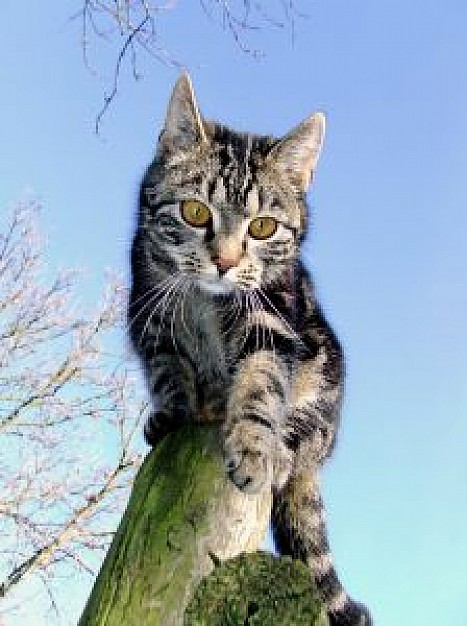 cat on a pole viewed from bottom with sky background