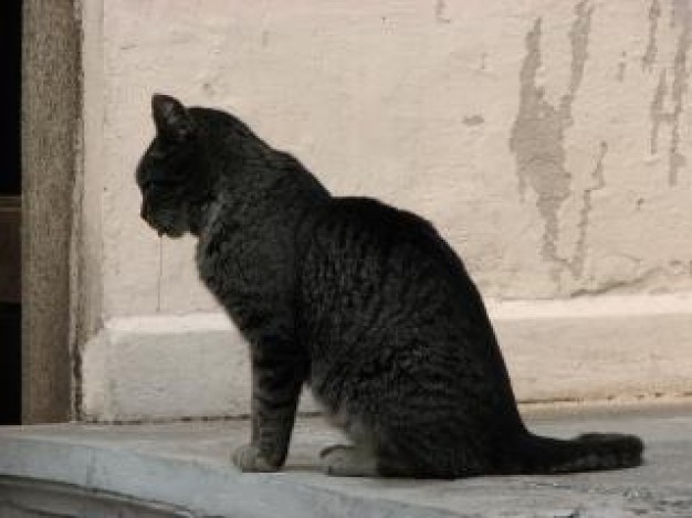 Cat Pet feline tail about Recreation Mammals