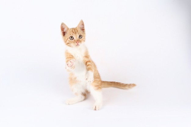 cat pet standing and playing animal