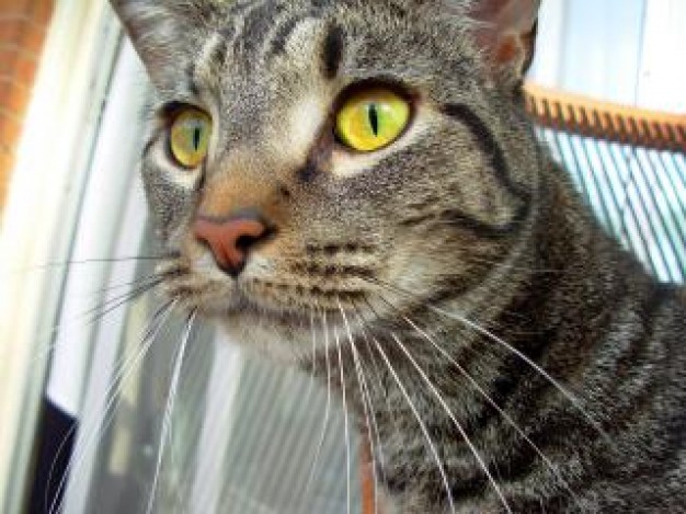 cat pet with beautiful yellow eyes looking at something