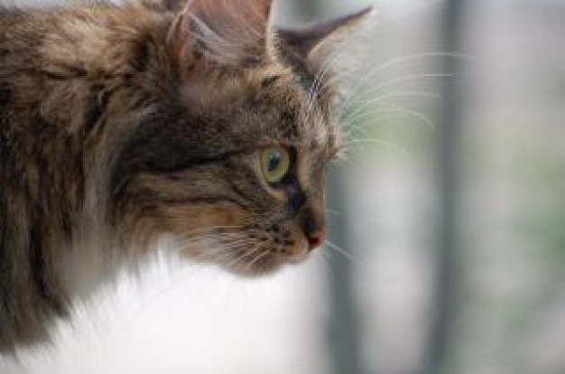 Cat Pets feline about Recreation Mammals life