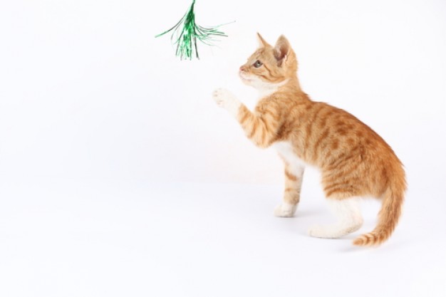 cat play toy and fluffy whiskers