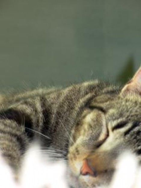 cat pussy sleeping close-up