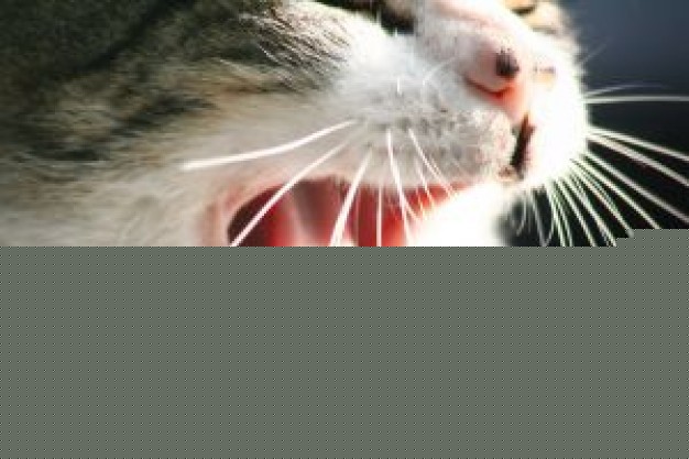 Cat  Recreation cat opening mouth about Pets Humor