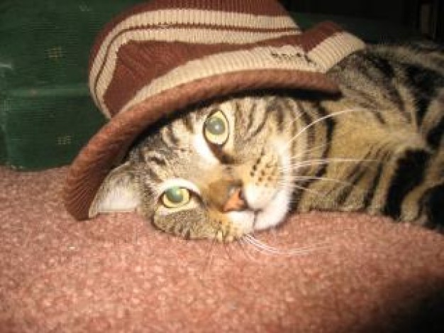 Cat Recreation in the hat about Pets close-up