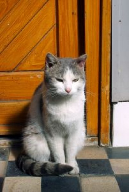 Cat Recreation sitting on a checkered floor near to wooden door about Pets One-Cat Homes