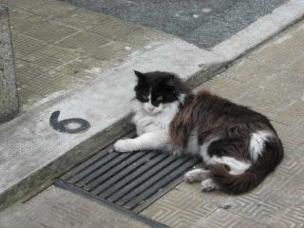 cat resting on well cover fur lazy