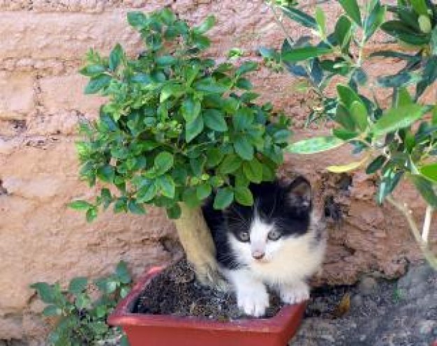 cat resting under a shady tree