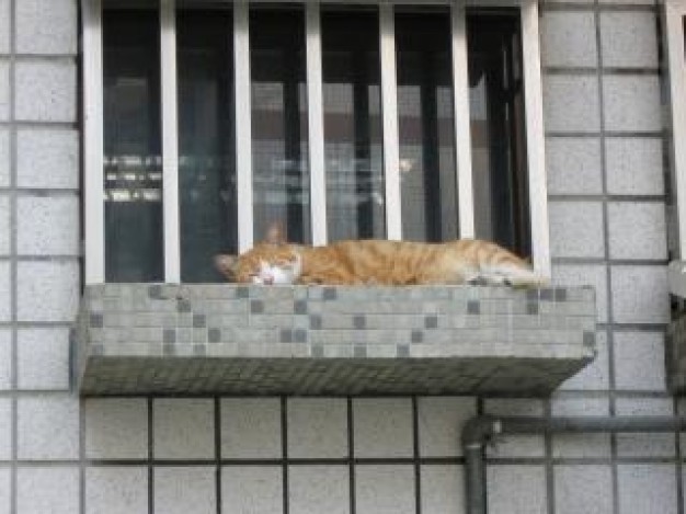 Cat sleeping pet cat wall about pet life window