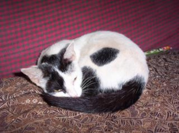 cat sleeping with rose red cloth at back