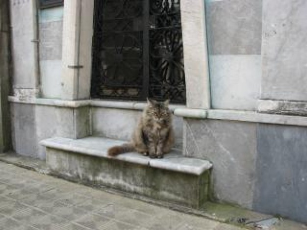 cat street paw sitting on ladder